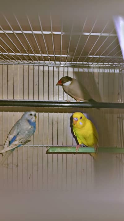 ASTRALIAN PARROT AND FINCHES FOR SELL