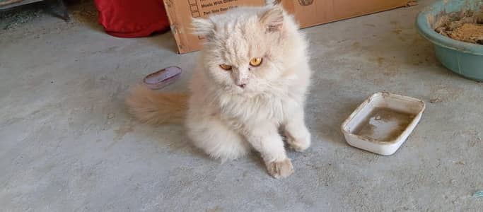 Sale cats for urgent