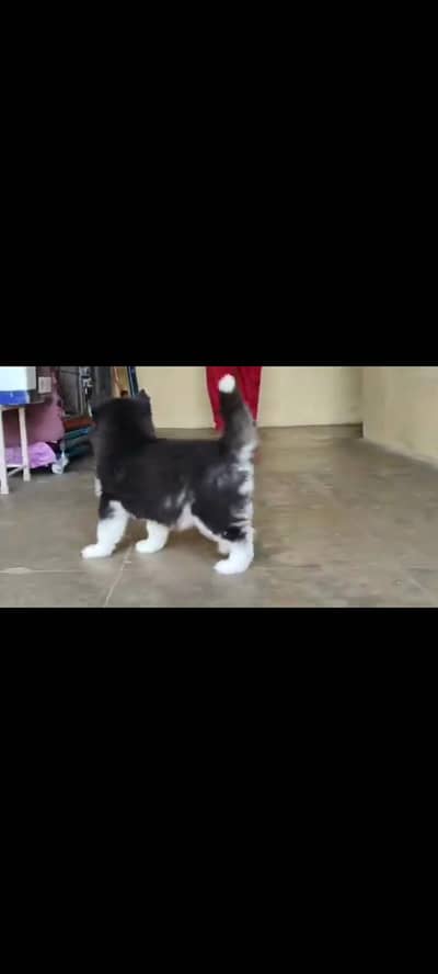 Siberian husky fore sale