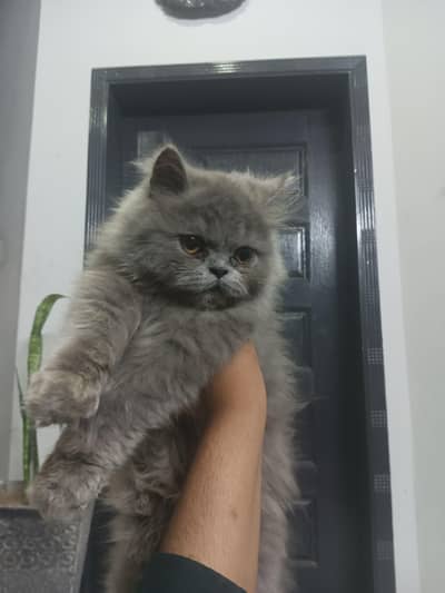 PERSIAN PAIR GREY AND FAWN