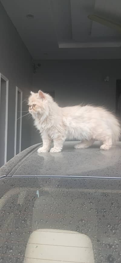 PERSIAN  FAWN KITTEN