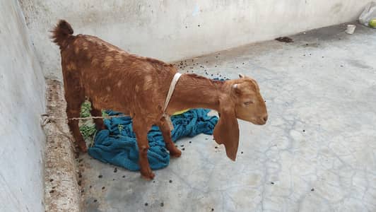 2 male pairs healty and fit