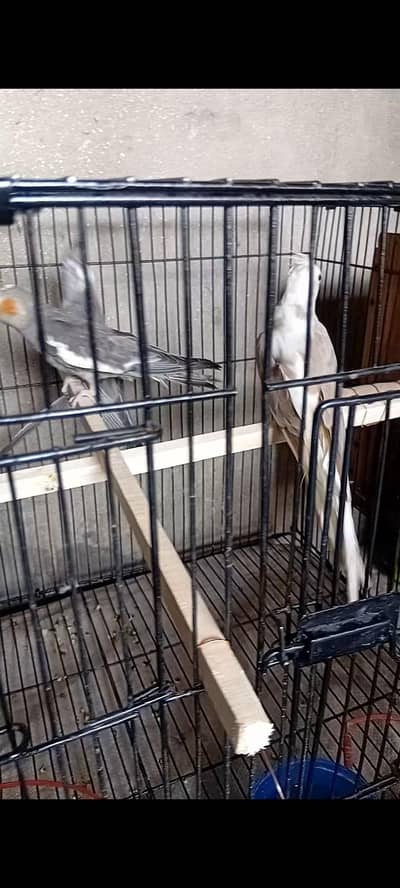 3 cocktail paroot  03206441878