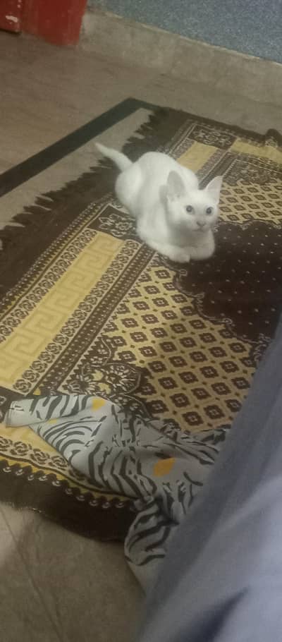 urgent sell presian single coat  cat