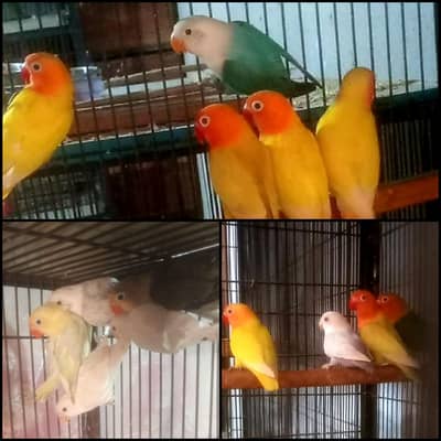 love birds. 0301.3130804.