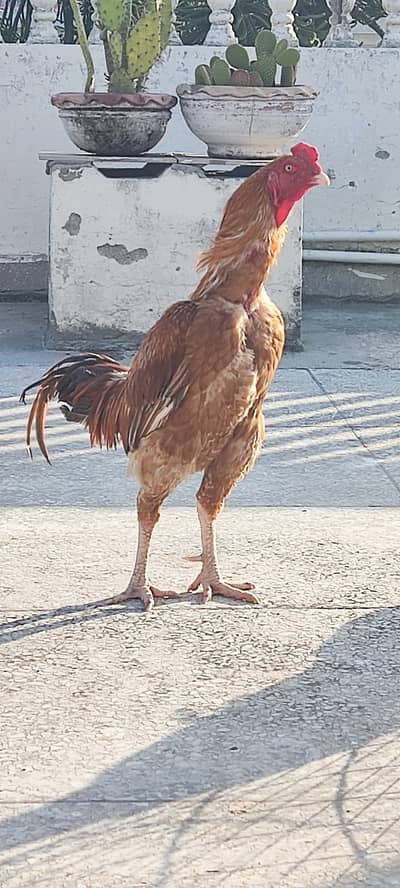 High quality peela jageeri aseel murga