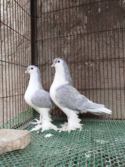 Lavender German sherazi