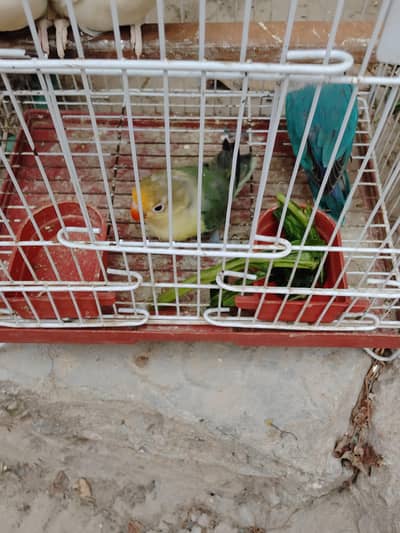 love bird most beautiful