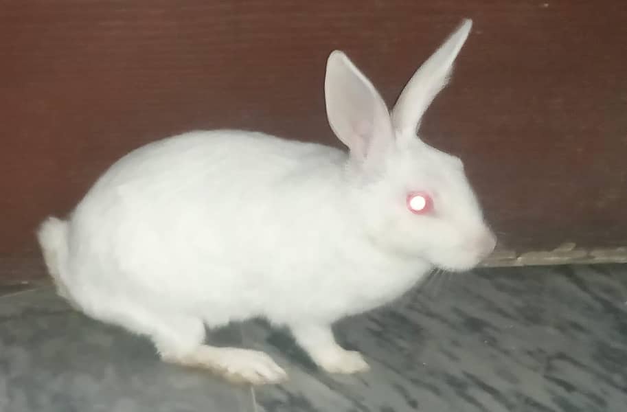 rabbit 0