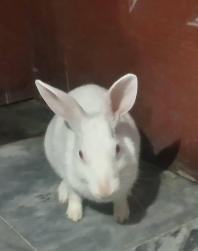 rabbit 1