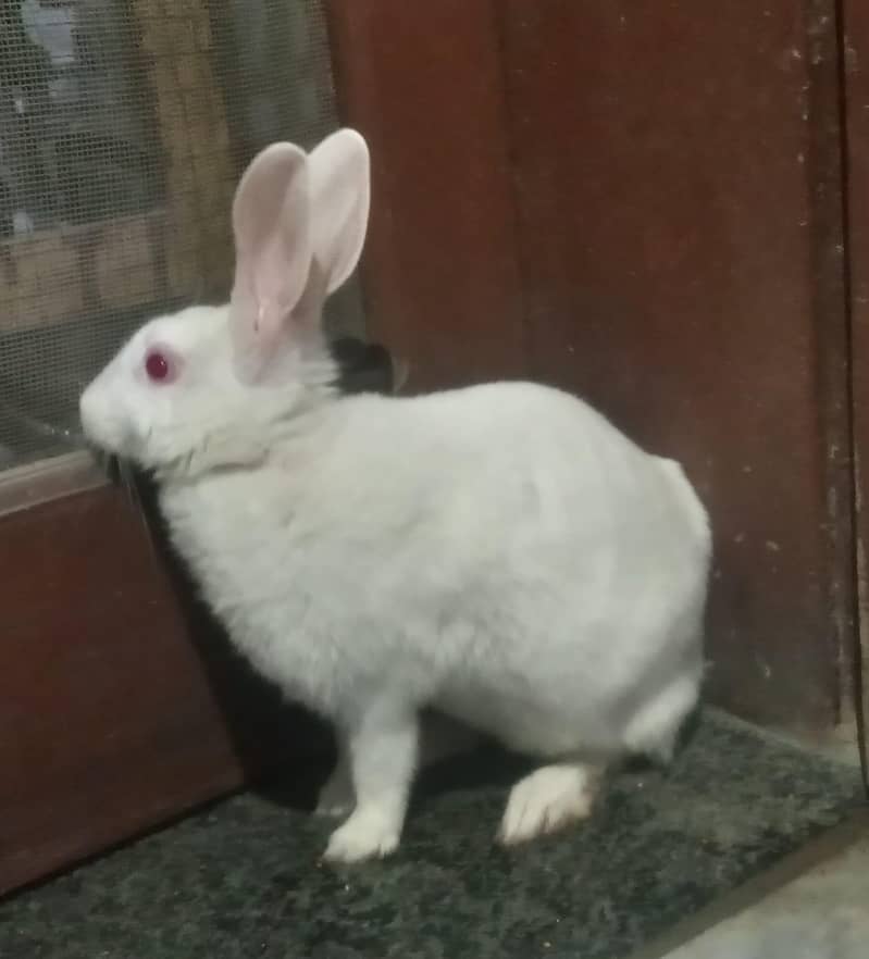 rabbit 2