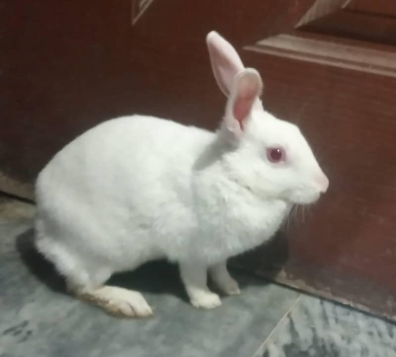 rabbit 3