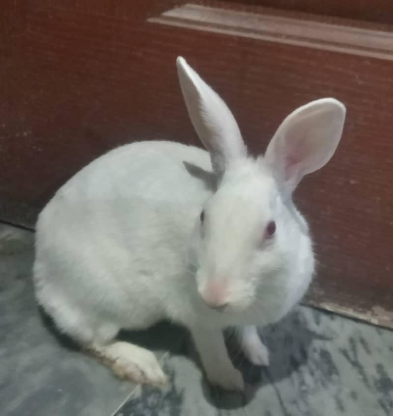rabbit 4