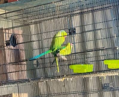 cocktail stallion Kathe parrot ka baby Mil Jayega