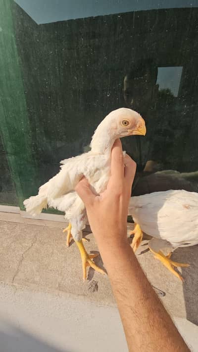 Parrot beak chicks | Coin Head Tampered