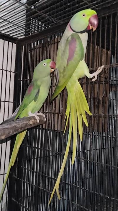 Raw pair jambo size Rs 36000