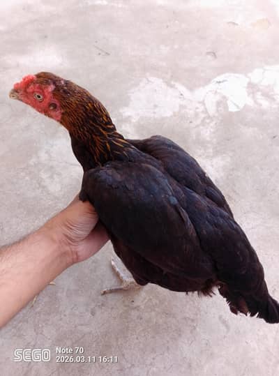 exchange offer with aseel patha