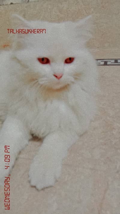 Pure white Colour. Red Evils eyes