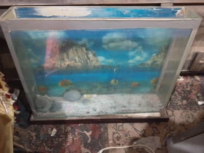 fish tank keeping fish