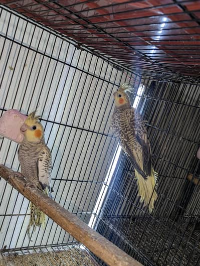 Cocktail breeder pair