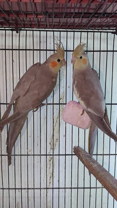 Cocktail breeder pair
