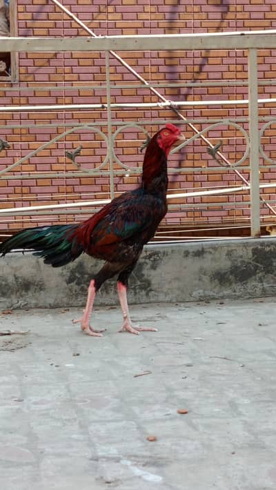 long hight aseel for sale