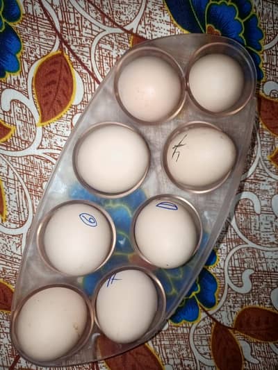 Heera Aseel pair eggs for sale