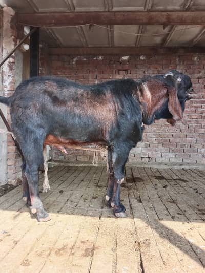 6 daant nagra beetal healthy active