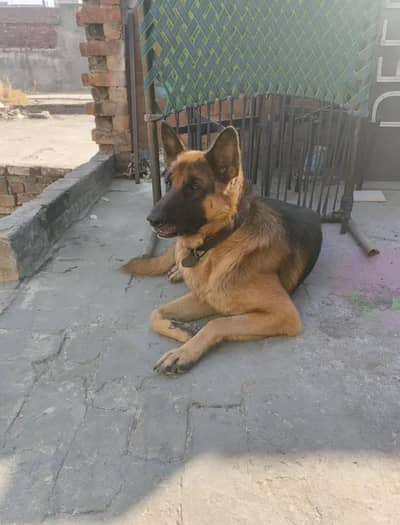 male German shepherd for sale