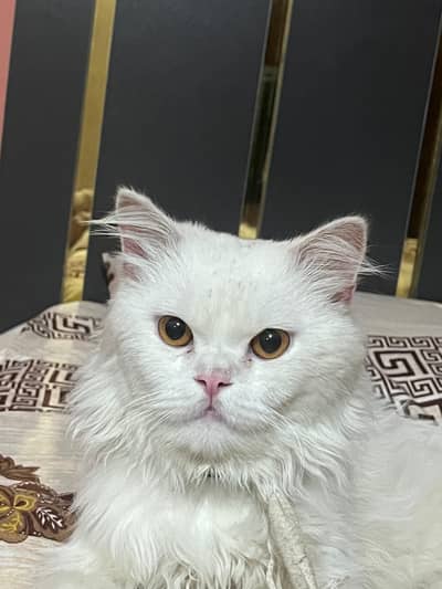 Persian cat