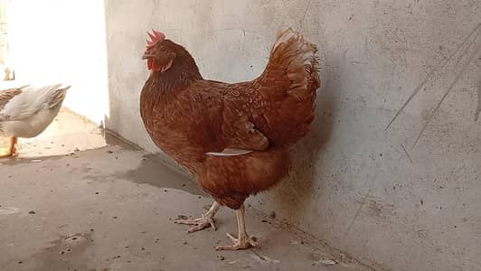 Lohman Brown Urgent Sale