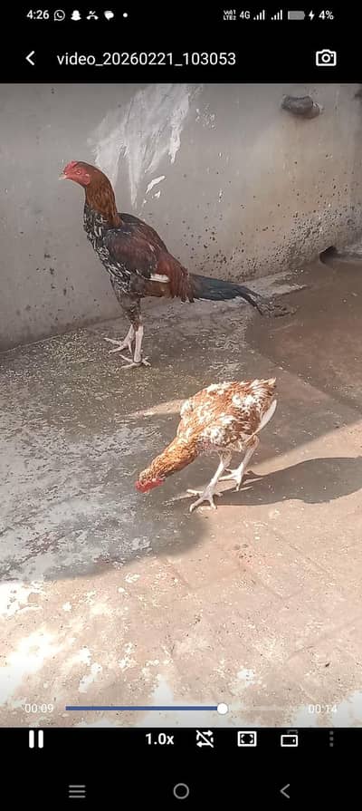 2 female aseel 2 aseel male 1 desi female