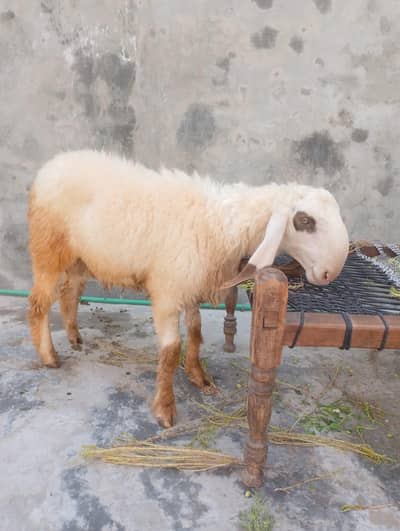 chatra for sale heavy weight 03214178601