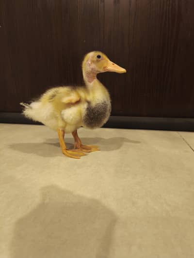 cute duckling available for urgent sale