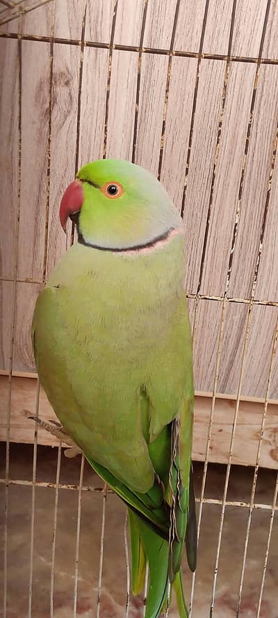 green parrot