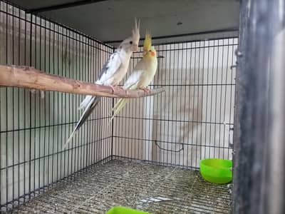 Cocktail breeder pair for sale