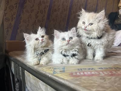 Persian male triple coated kittens