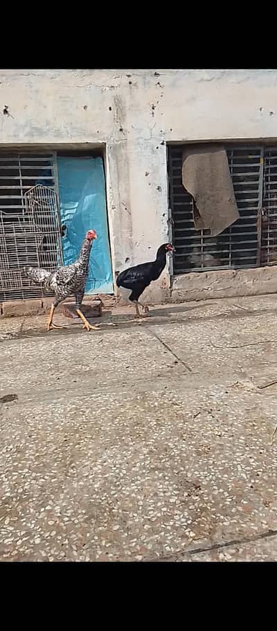 shamoo coco male and black female for sale