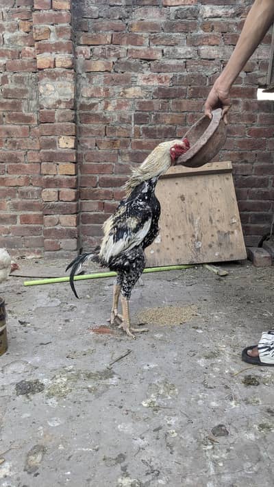 1 java Shamo murga or 1 thi vat madi for sale