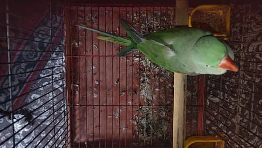 Healthy Female Raw Parrot for Sale – Active and Beautiful 