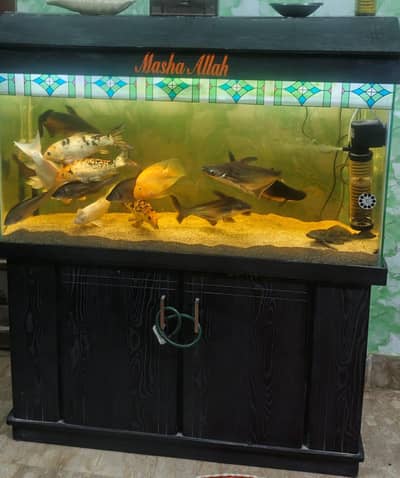 Aquarium 4 Feet  Complete Setup