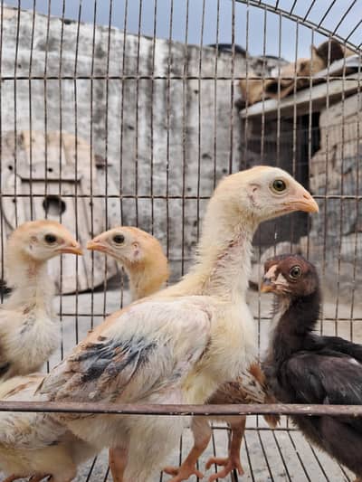 aseel top line mianwali chicks
