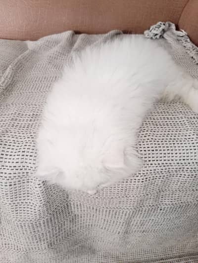 Persian Cat  Pair  3 months