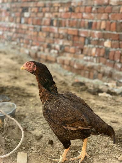 One eye breader madi amroha cross