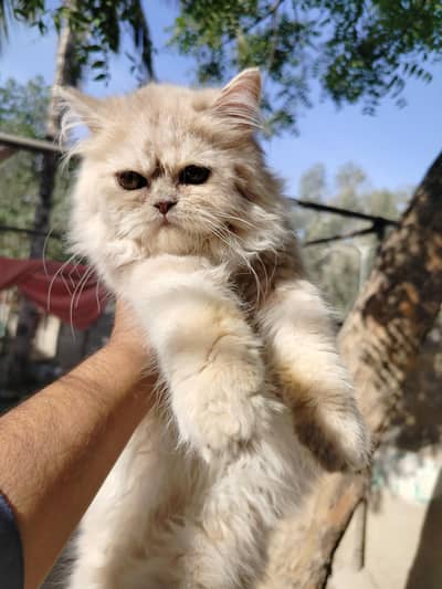 Female Extreme Punch Face