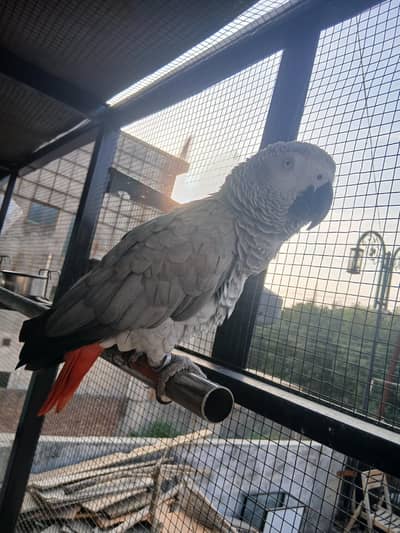 African grey female
