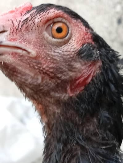 3 Hen layer and 2 hen cock total 5