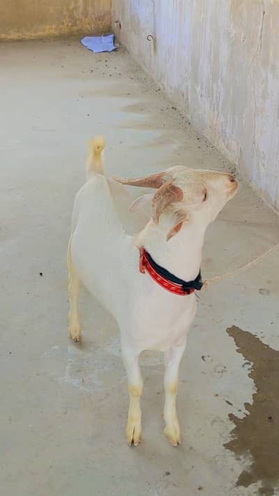 MASHALLAH  FANCY TEDDY PAIR UP FOR SALE