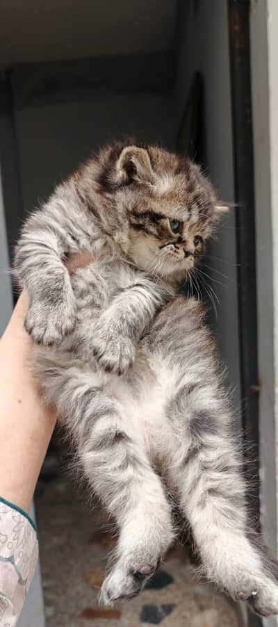 Persian kitten