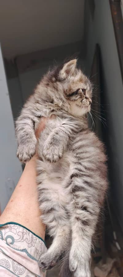 Persian kittens